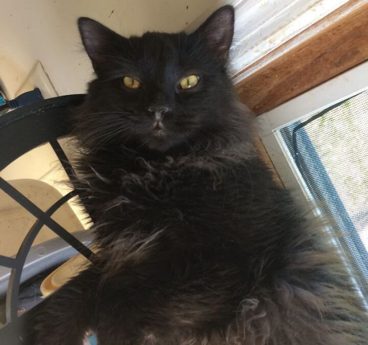 Pepper